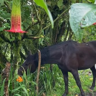 When you visit @hacienda_la_alegria in Ecuador you can ride to …