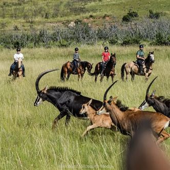 Many of you told us you’d like to book @moolmanshoek …