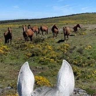 Some beautiful clips from our Wolves and Wild Horses ride …