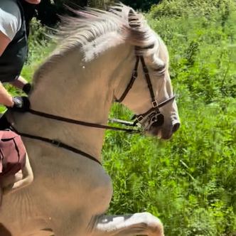 2026 dates for our Lusitano Trails rides in Portugal are …