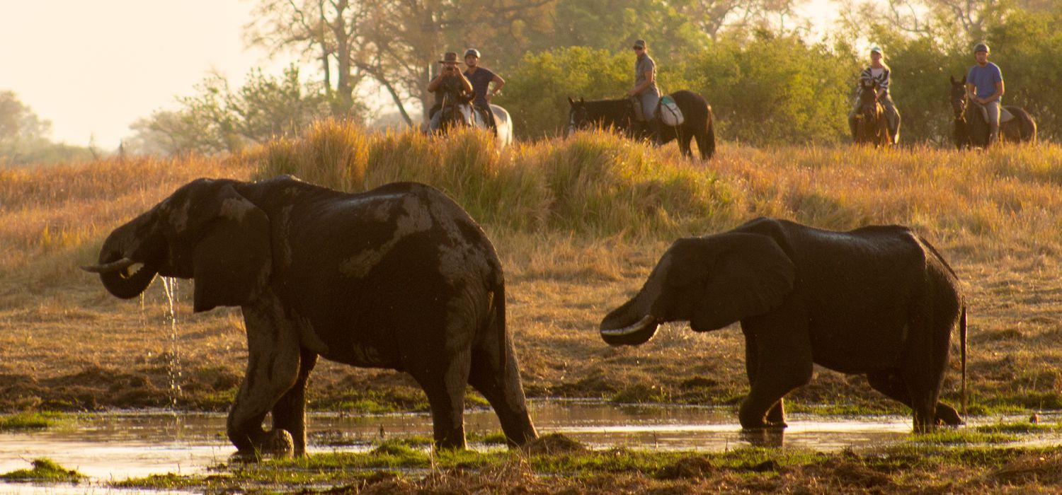 Photo from the Delta Trail (Ride Botswana) ride.