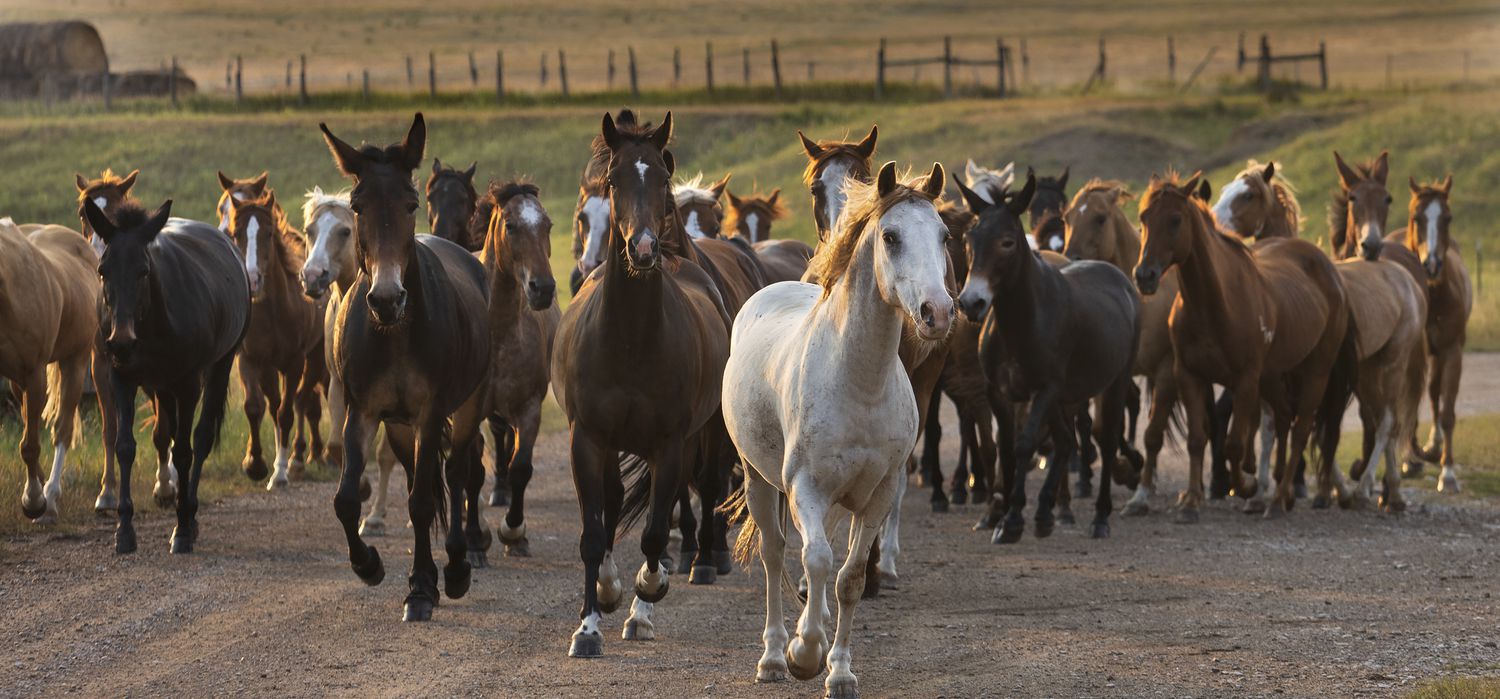 Photo from the Montana Mountain Ranch (USA) ride.