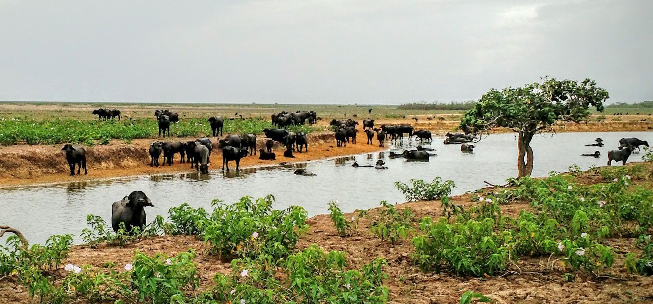 Photo from the Amazon Delta (Brazil) ride.