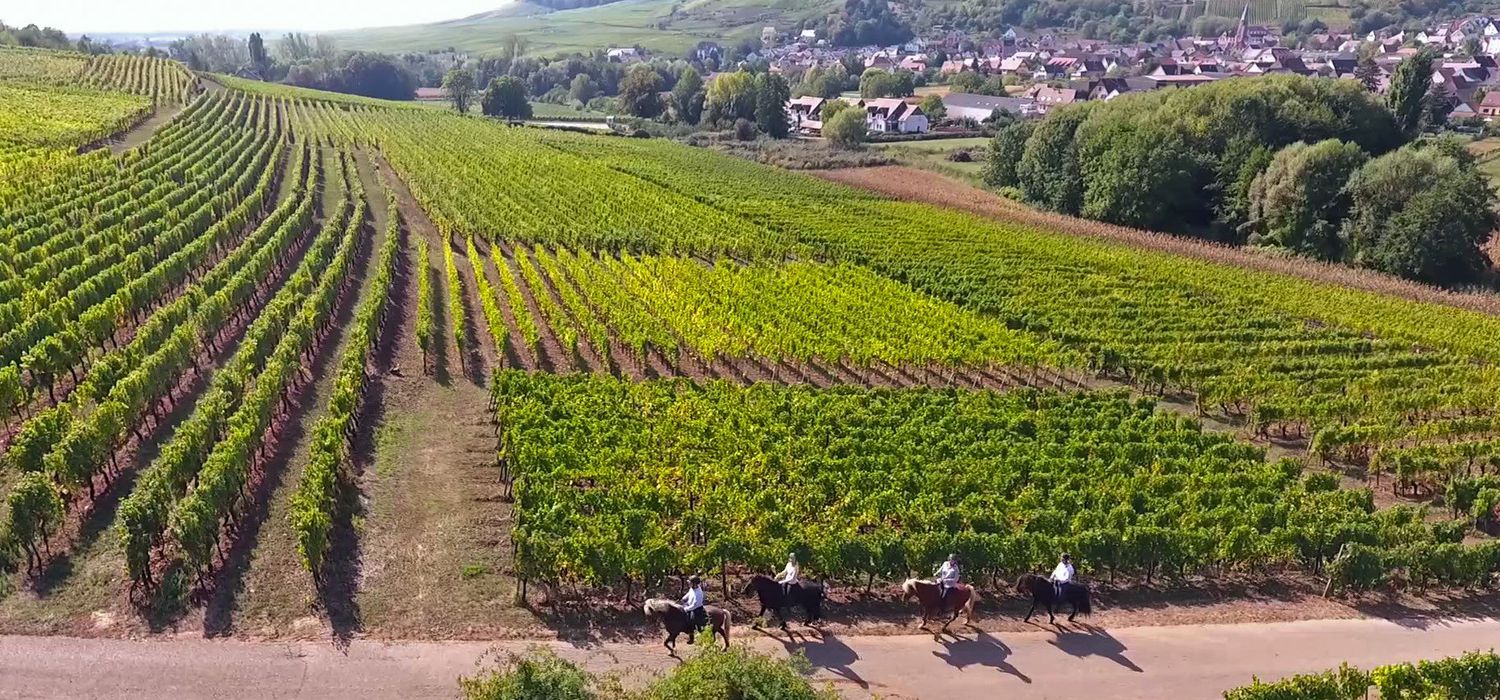 Photo from the Vineyards of Alsace ride.