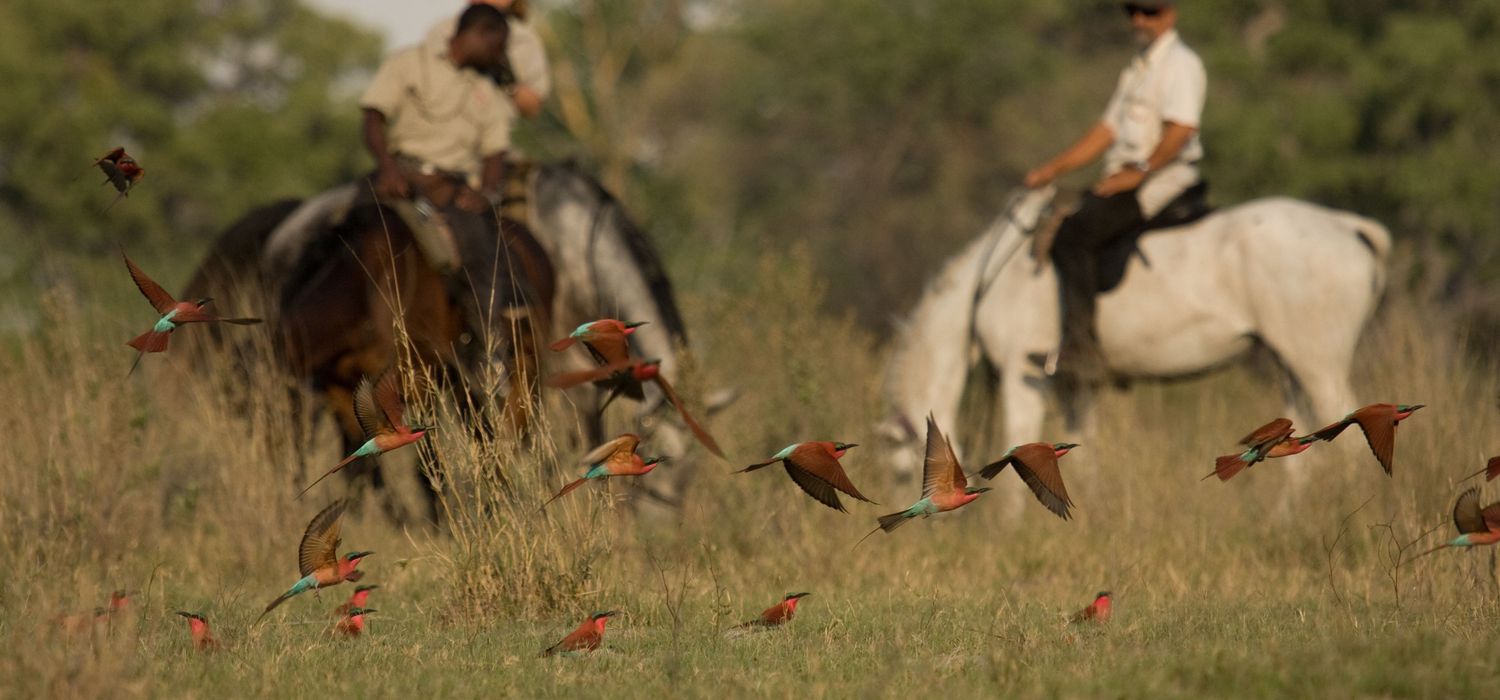 Photo from the Okavango Horse Safaris ride.
