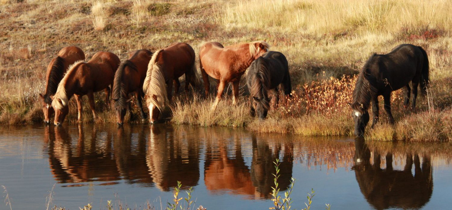 Photo from the Icelandic Horse Round Ups ride.