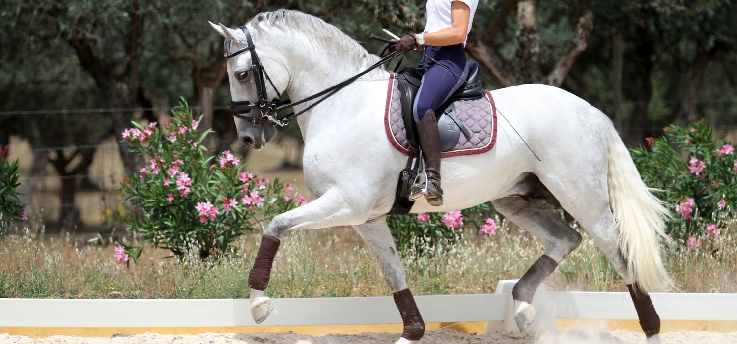 Photo from the Monte Velho Equo Resort (Portugal) ride.