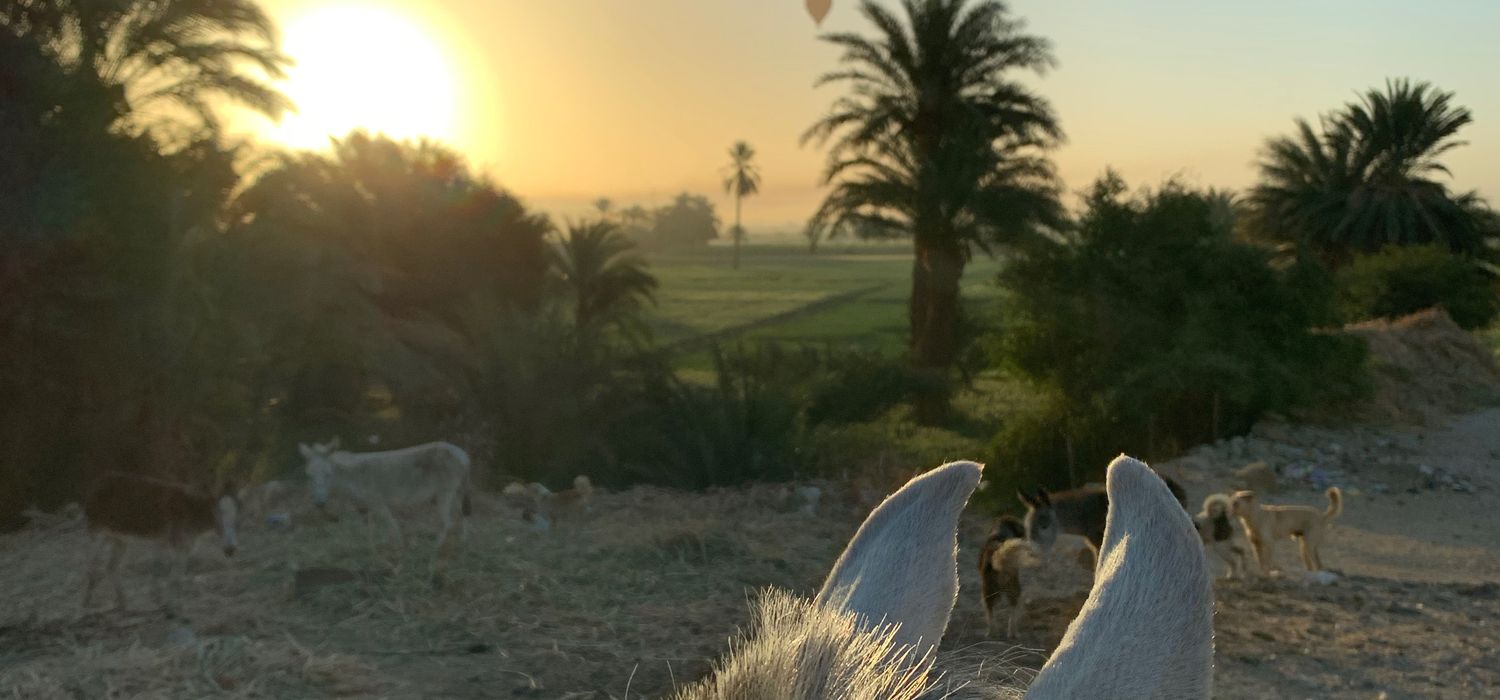 Photo from the Temples, Tombs and Beaches (Egypt) ride.