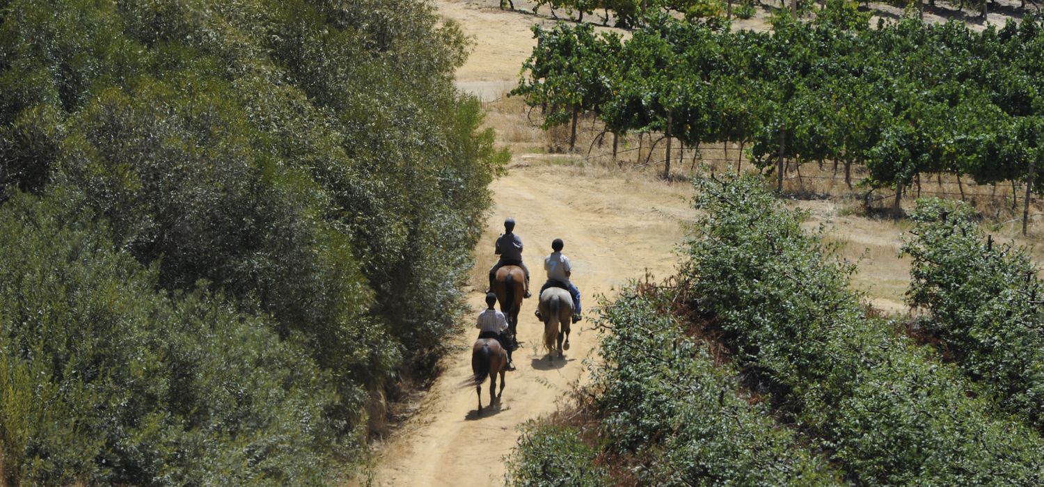 Photo from the Cape Winelands (South Africa) ride.