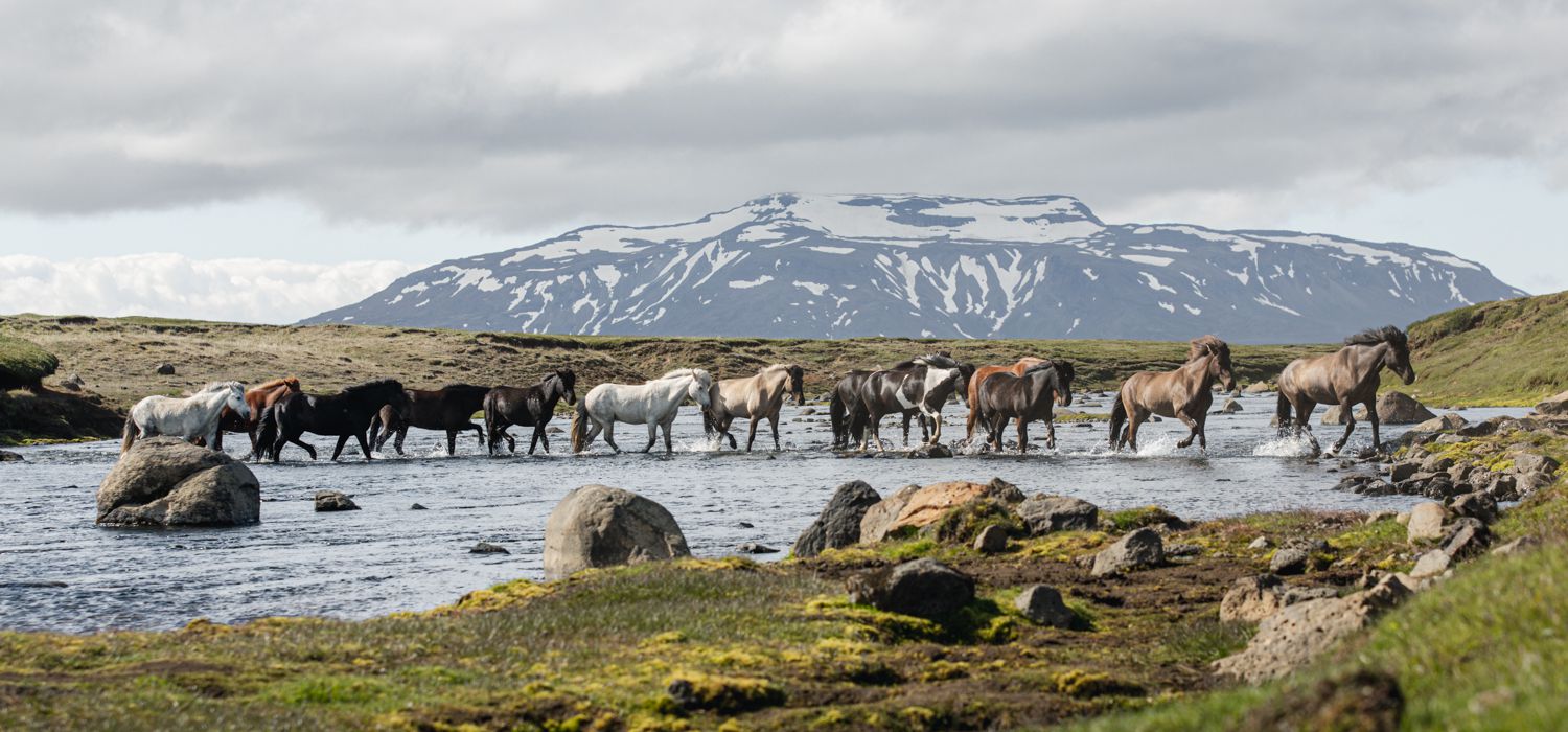Photo from the Kjolur (Iceland) ride.