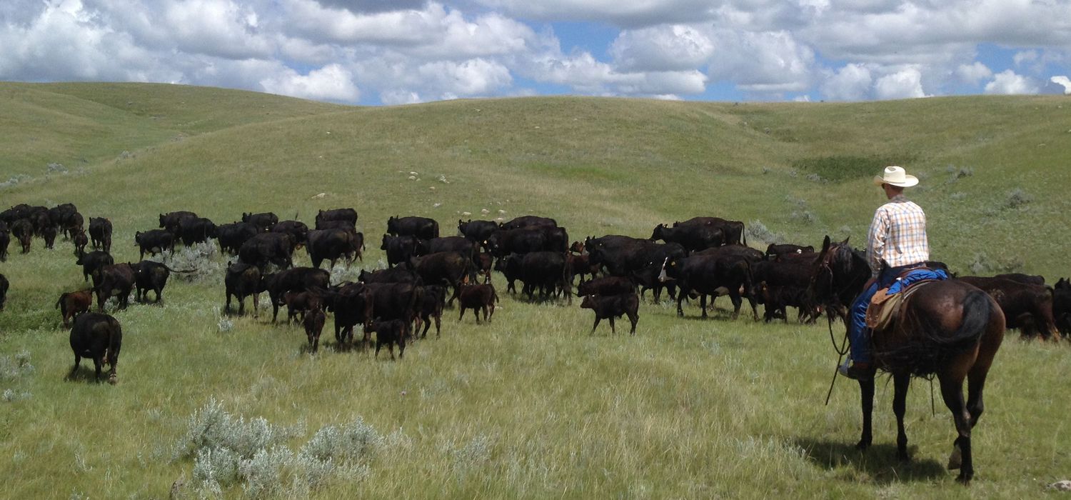 A view of the Canada Cattle Ranch ride in Canada