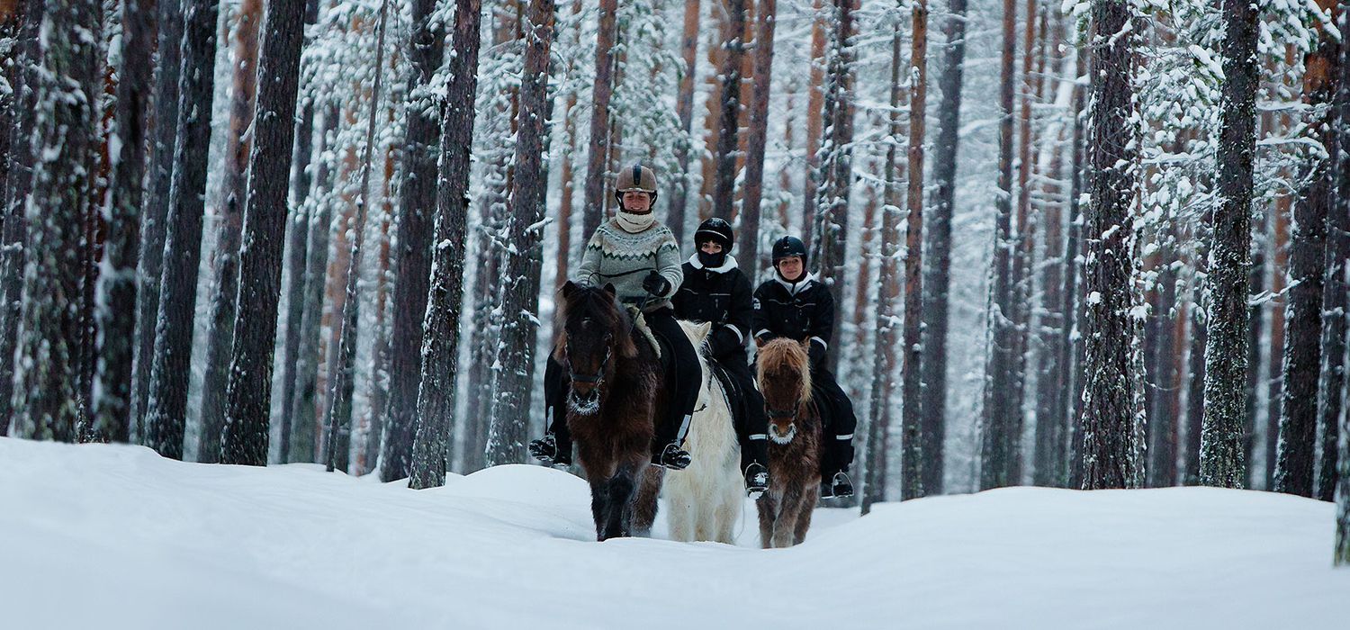 A view of the Forests of Swedish Lapland ride in Sweden