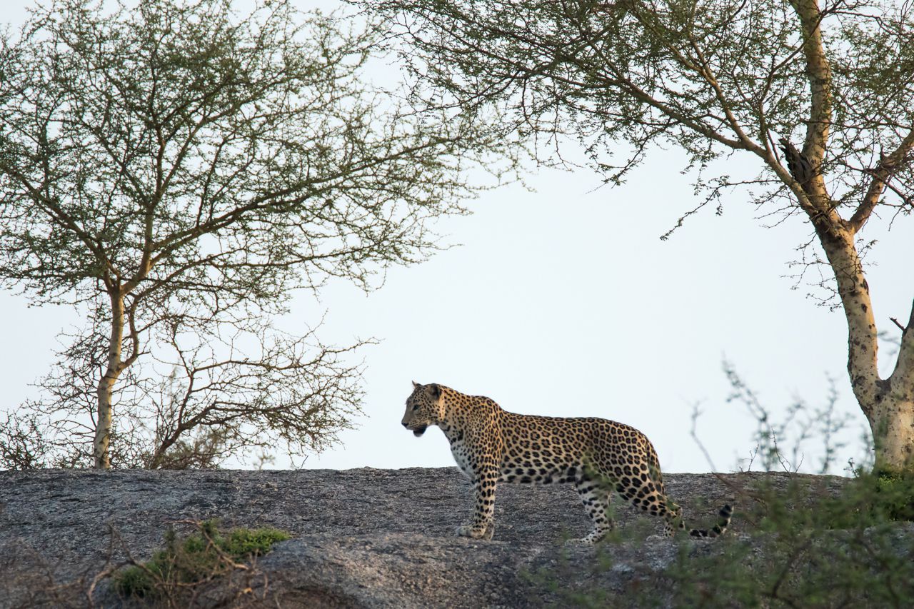 Leopard Trail itinerary.