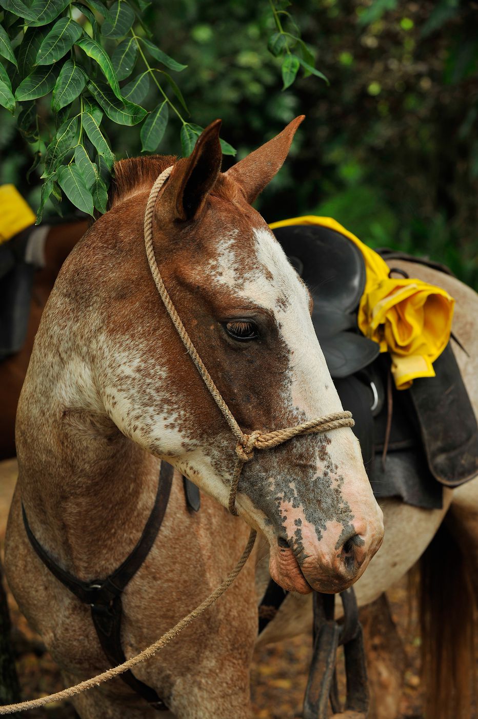 Rainforest Adventure Ride itinerary.