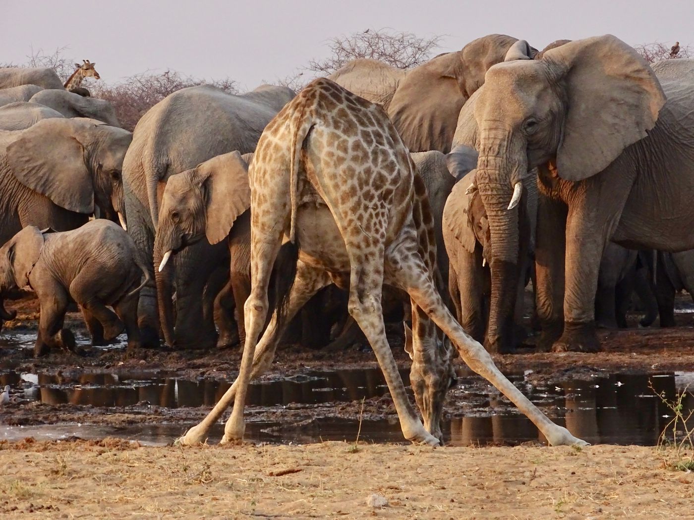 Tambuti & Etosha Combination (7 nights) itinerary.