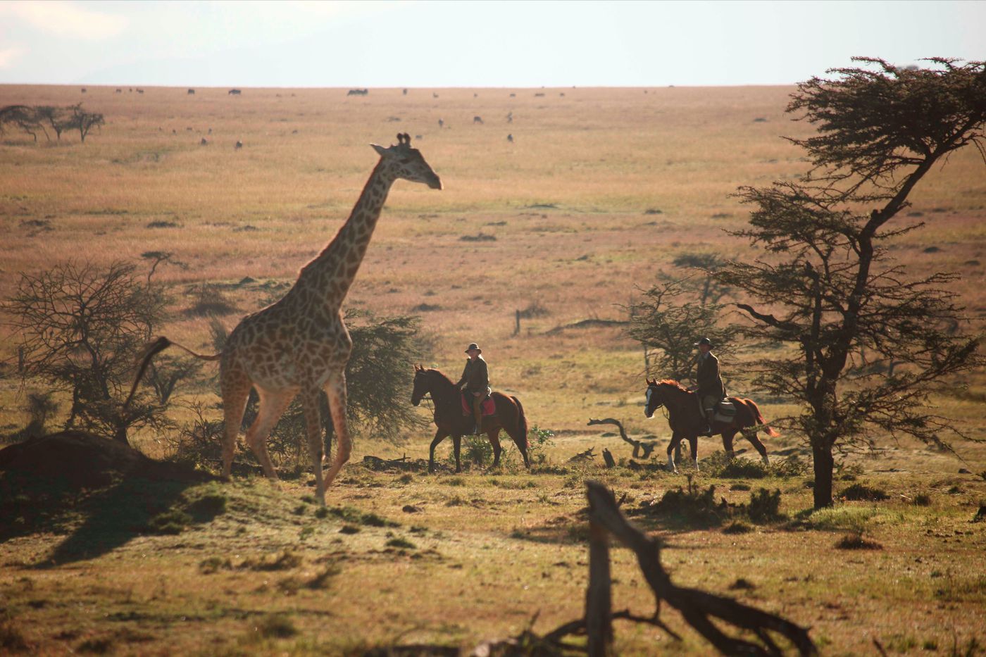 A Short Ride in the Mara (6 Nights) itinerary.