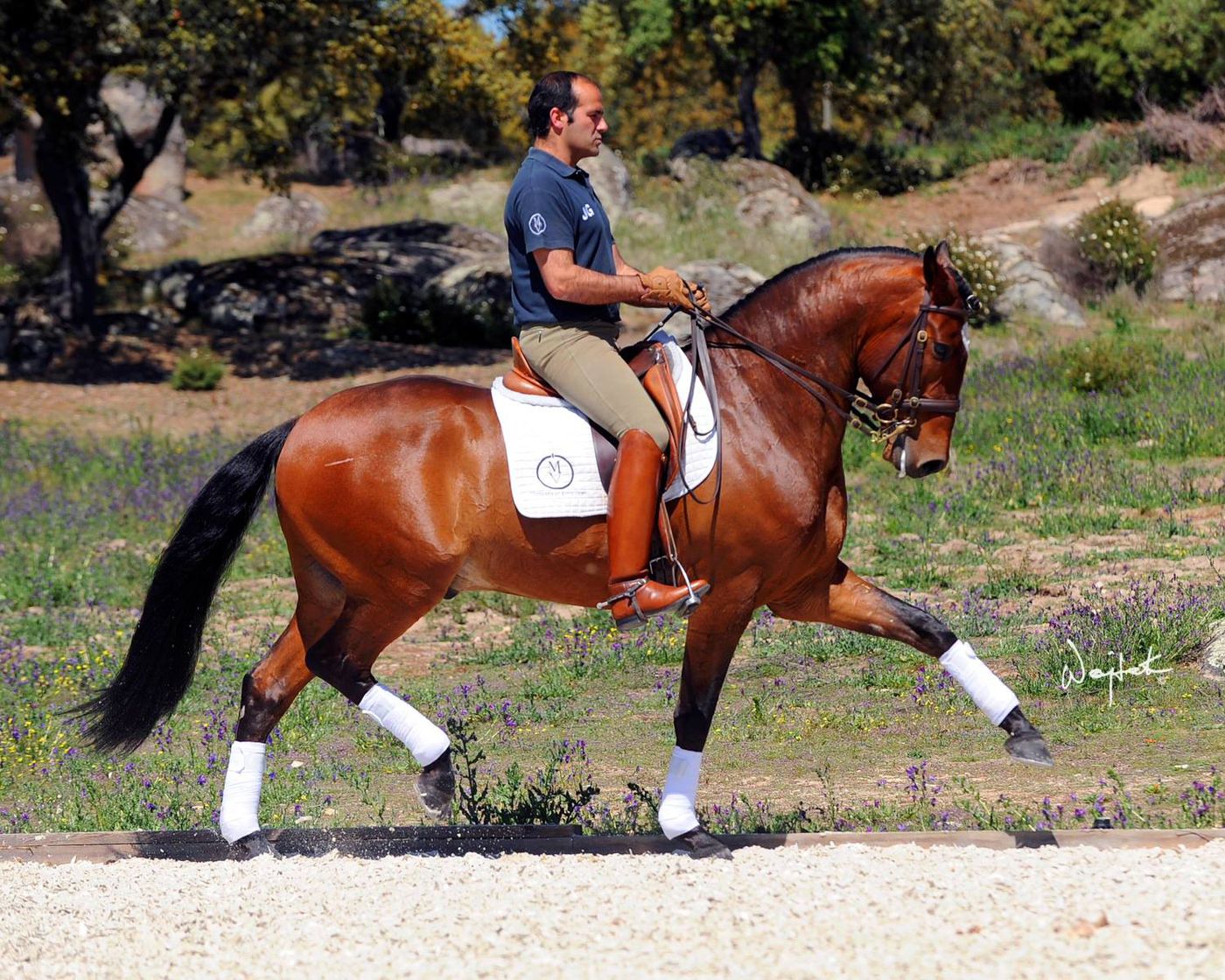 Regular Dressage Programme itinerary.