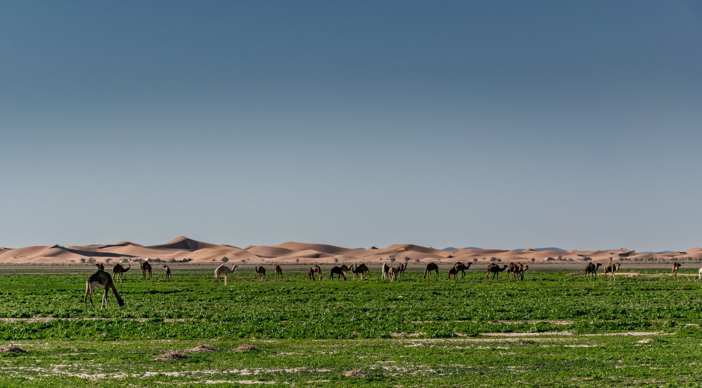 Saharan Caravan (Camping) itinerary.