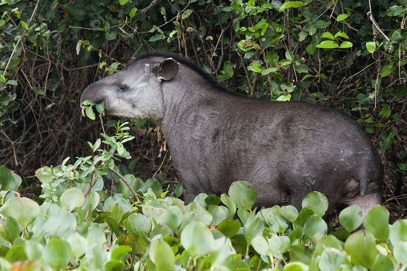 Wildlife & Wetlands Safari itinerary.