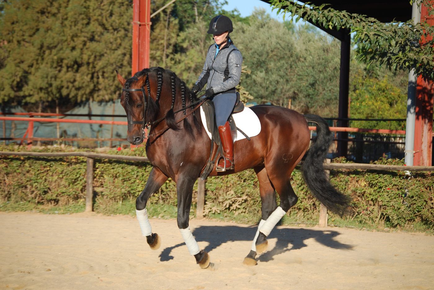 Intensive Dressage Training itinerary.