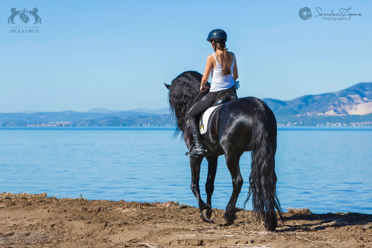 Friesian Dressage and Beach Ride itinerary.