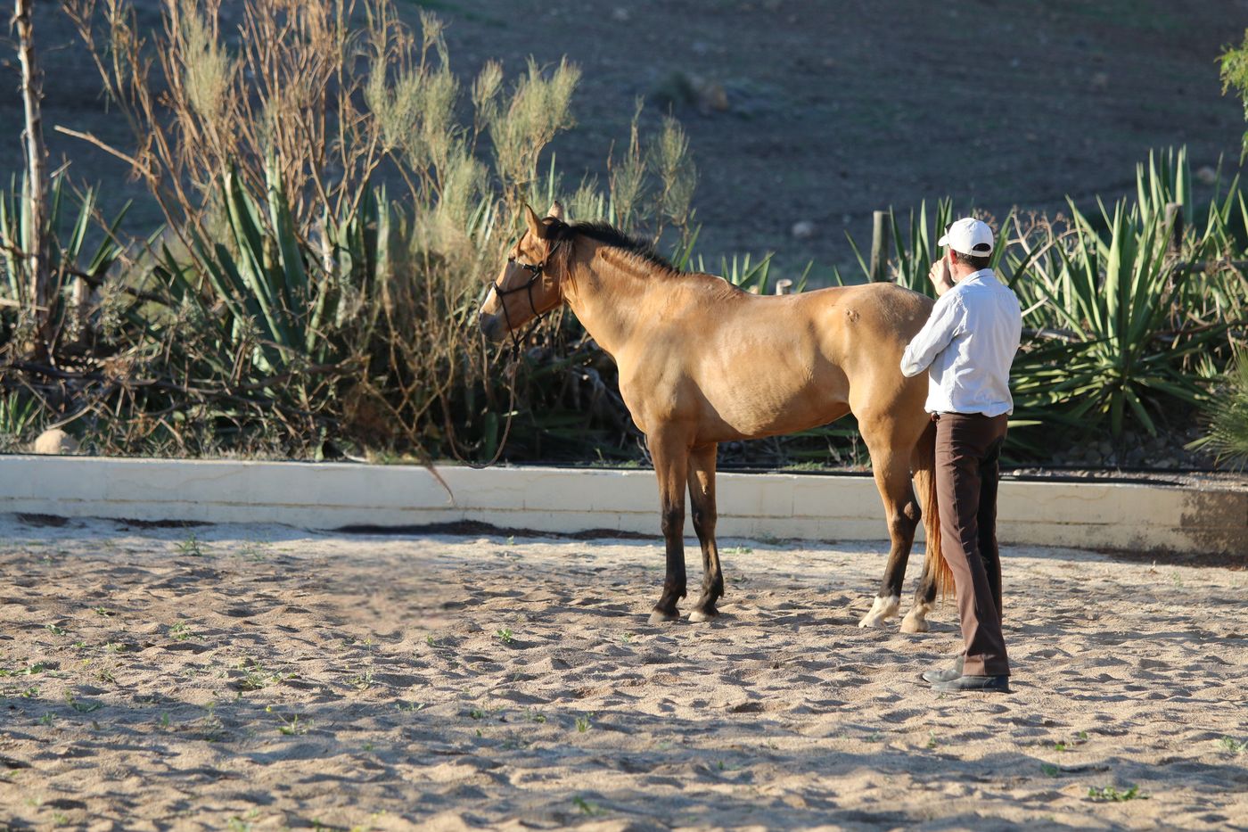 Whispers and Gallops itinerary.