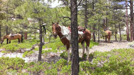 Capitol Reef and Dixie Camping itinerary.