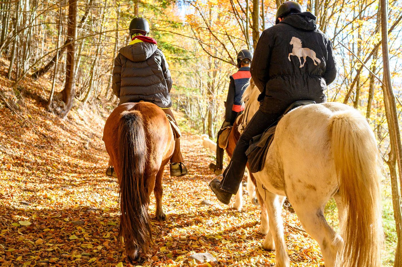 Harghita Lodge Stay itinerary.