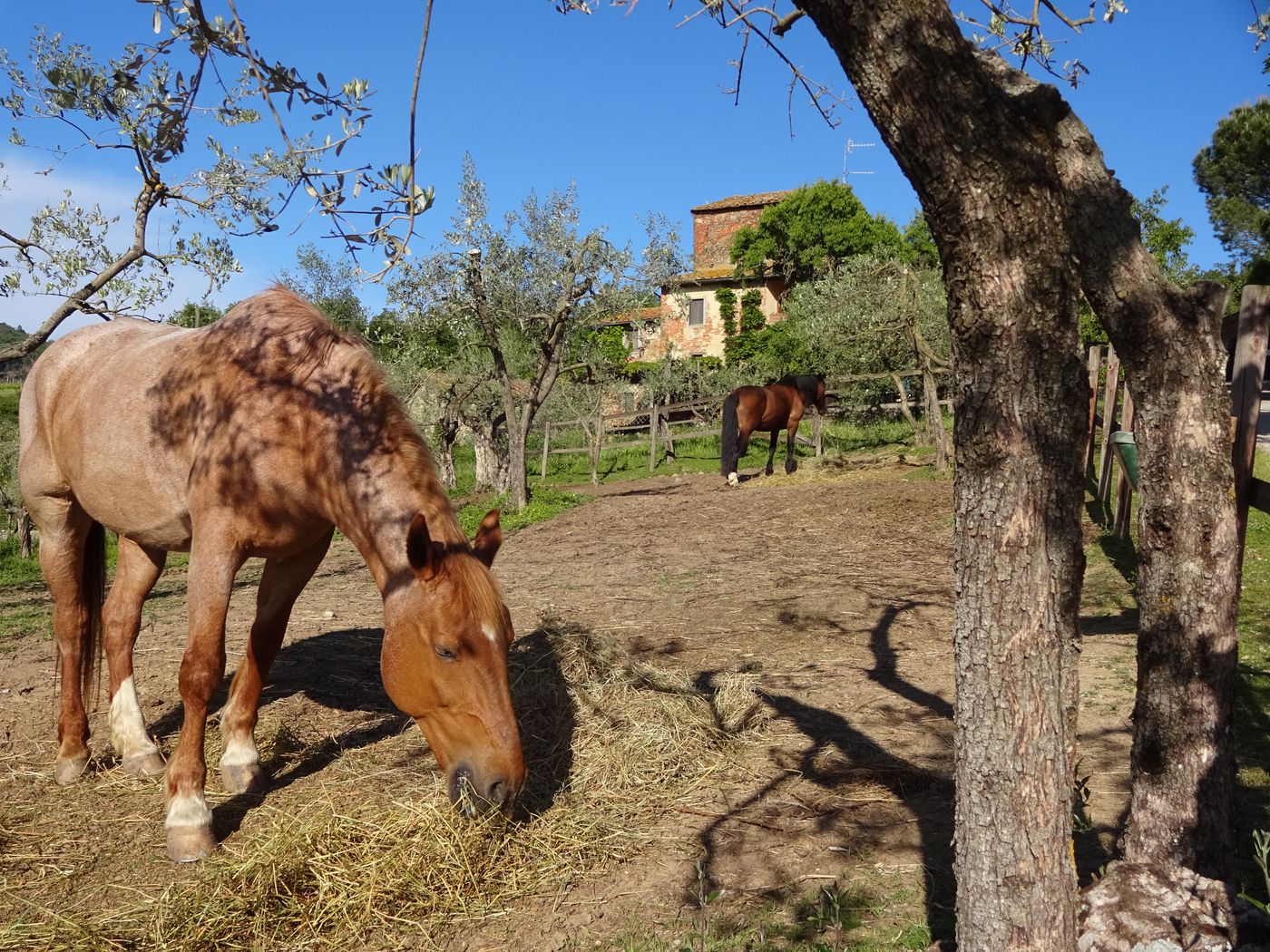 Riding, Dining and Wine-Tasting in the Heart of Tuscany itinerary.