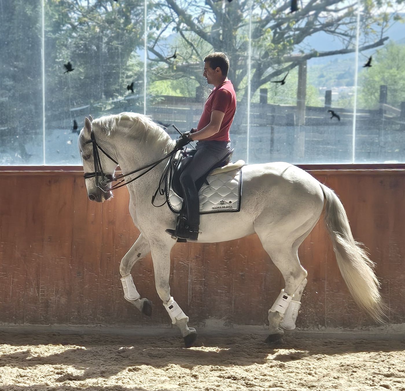 Dressage Programme itinerary.