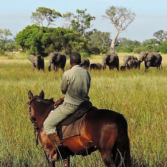 Photo from the Okavango Horse Safaris ride