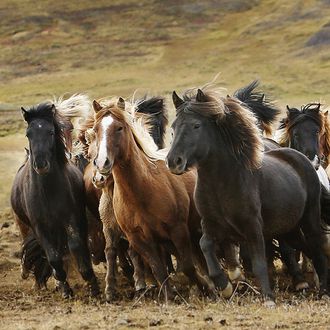 Photo from the Icelandic Horse Round Up ride