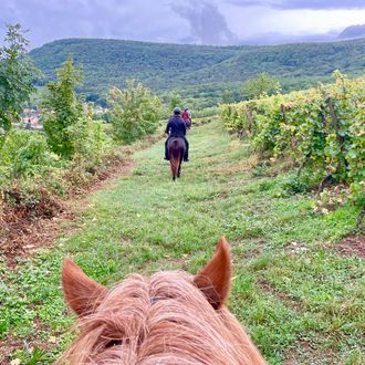 Photo from the Vineyards of Alsace ride