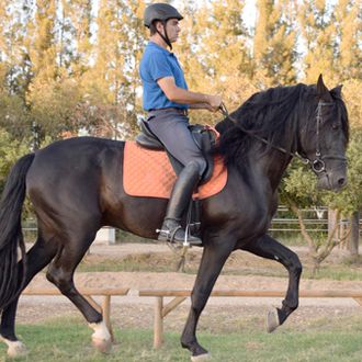 Photo from the Doñana Dressage ride