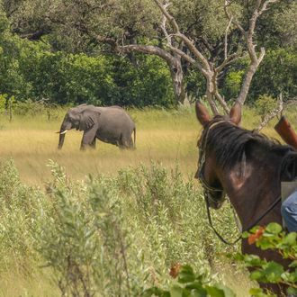 Photo from the Delta Trail (Ride Botswana) ride
