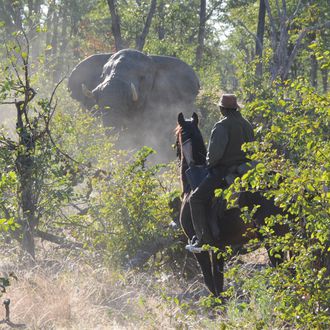 Photo from the African Horseback Safaris (Macatoo) ride