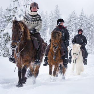 Photo from the Forests of Swedish Lapland ride