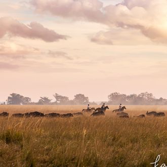 Photo from the Zambian Horseback Safaris ride
