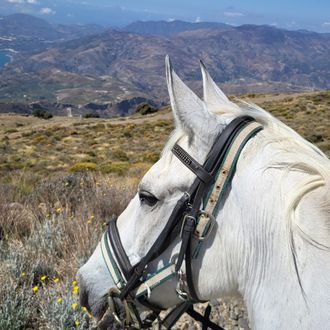 Photo from the Andalucia Trails ride